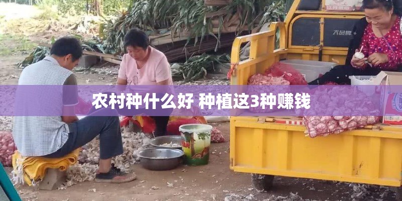 芦草是什么植物