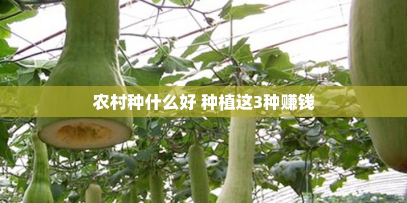 农村种什么好 种植这3种赚钱