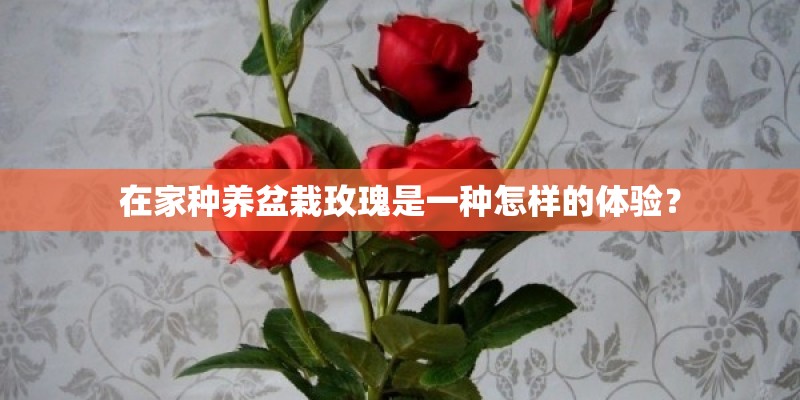 在家种养盆栽玫瑰是一种怎样的体验？