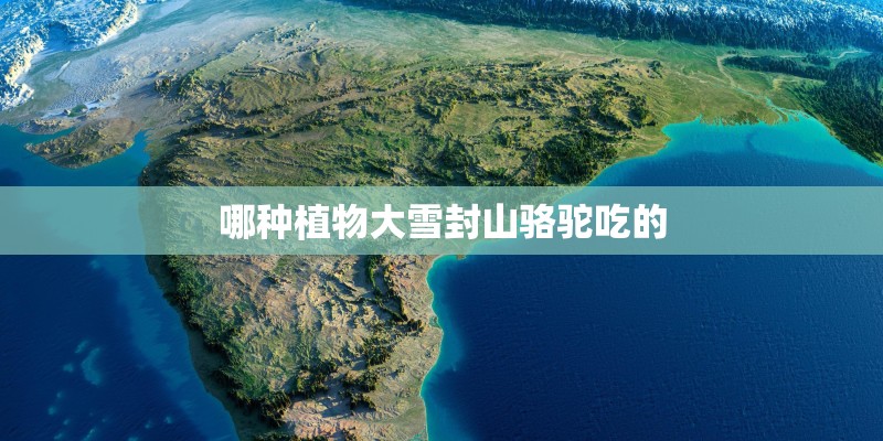 哪种植物大雪封山骆驼吃的