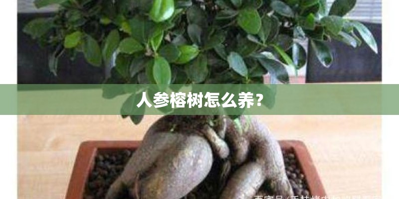 人参榕树怎么养？