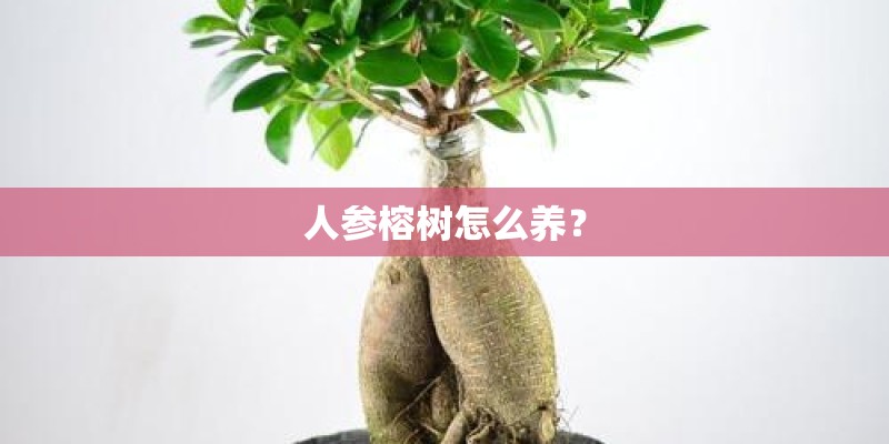 人参榕树怎么养？