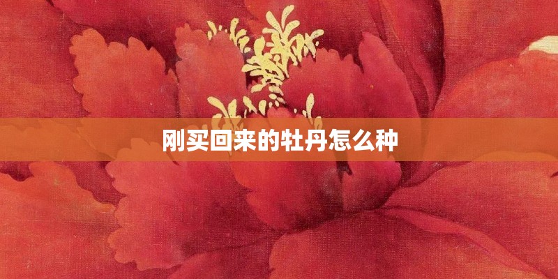 刚买回来的牡丹怎么种