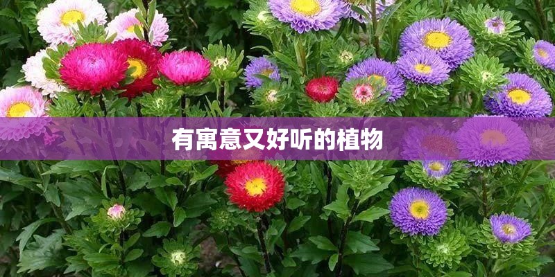 有寓意又好听的植物