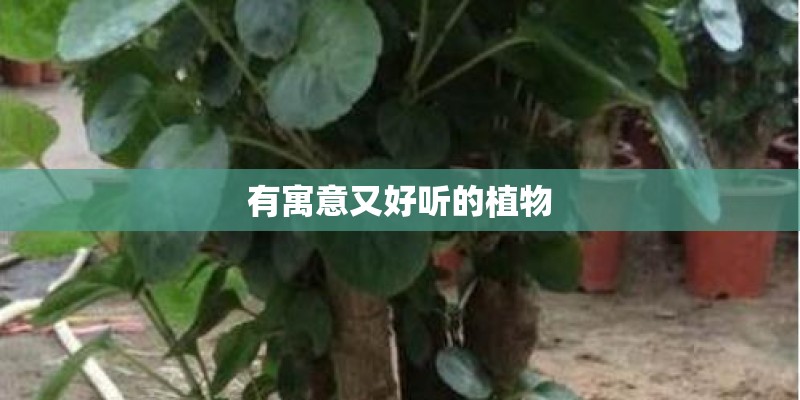 有寓意又好听的植物