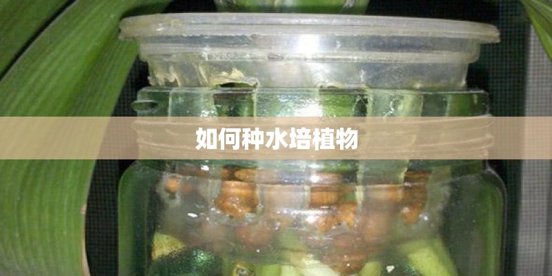 如何种水培植物