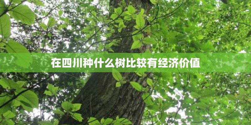 在四川种什么树比较有经济价值 在四川种什么树比较有经济价值