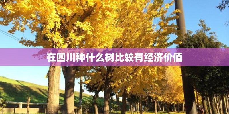 在四川种什么树比较有经济价值 在四川种什么树比较有经济价值