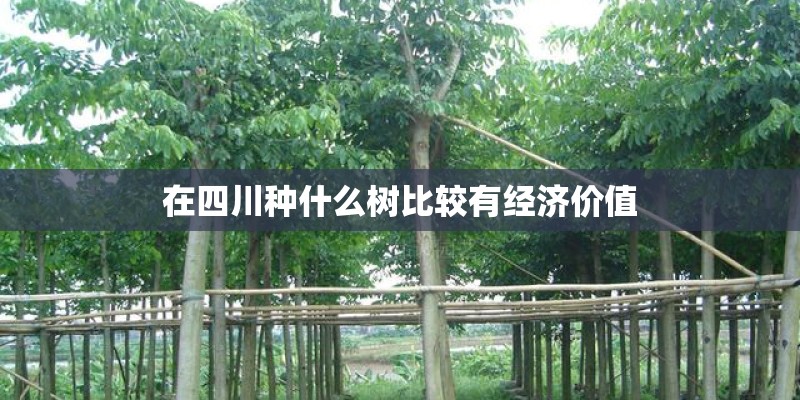 在四川种什么树比较有经济价值 在四川种什么树比较有经济价值