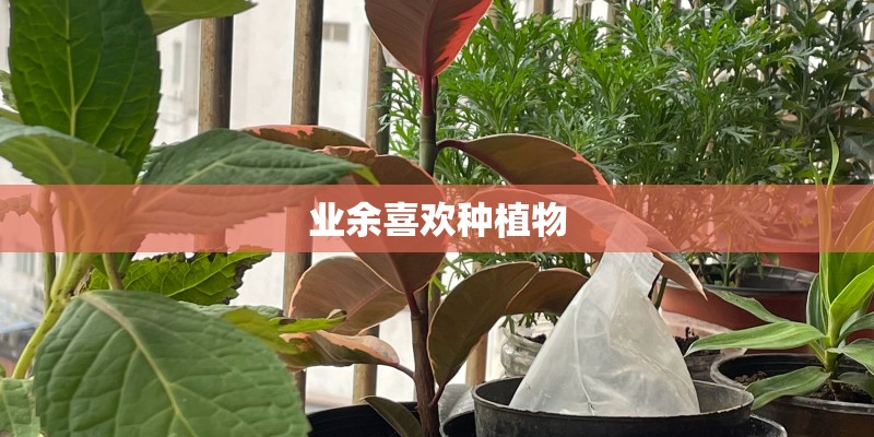 业余喜欢种植物 业余喜欢种植物