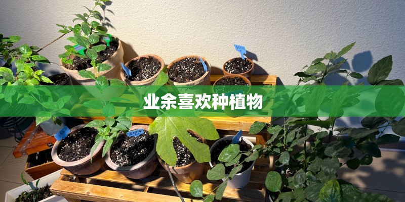 业余喜欢种植物 业余喜欢种植物